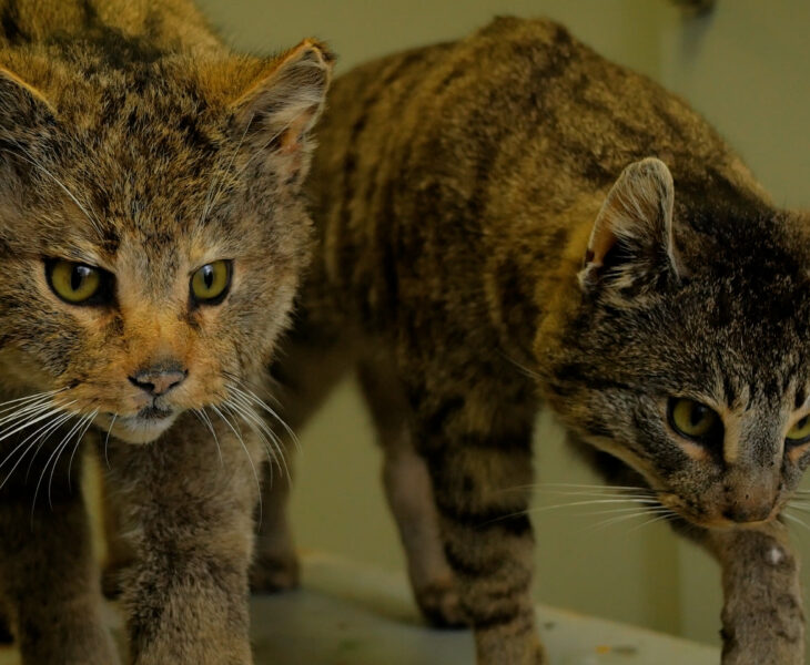 Wie unterscheidet man Wildkatze und Hauskatze