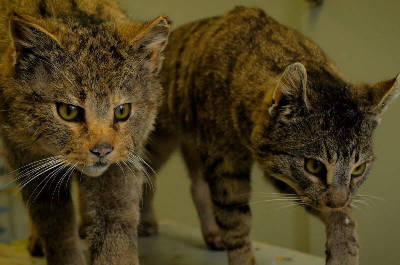 Wie unterscheidet man Wildkatze und Hauskatze