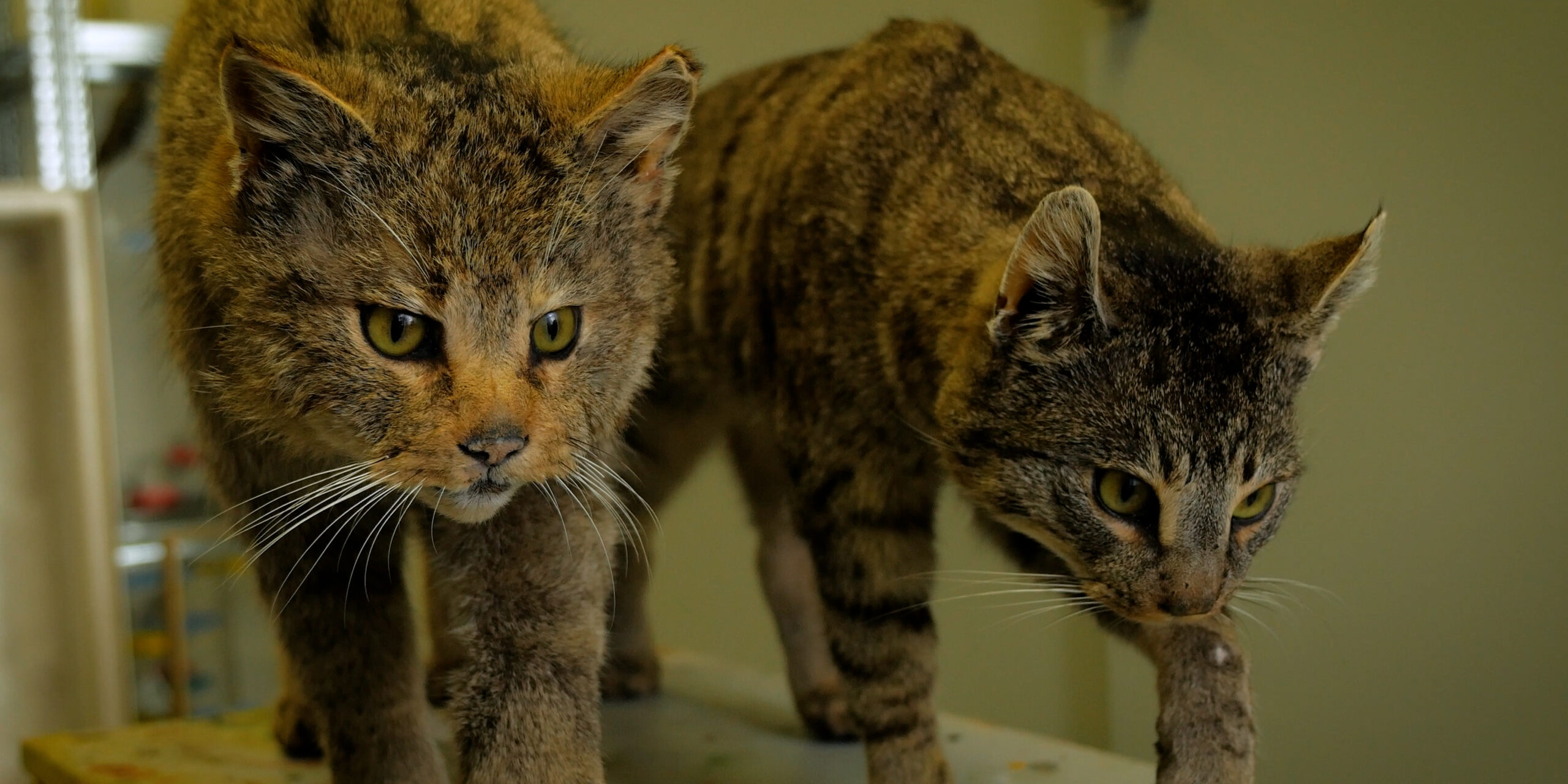 Wie unterscheidet man Wildkatze und Hauskatze