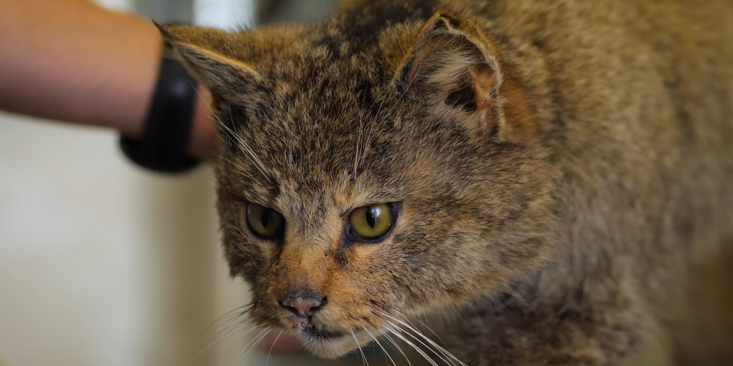 Wie unterscheidet man Wildkatze und Hauskatze