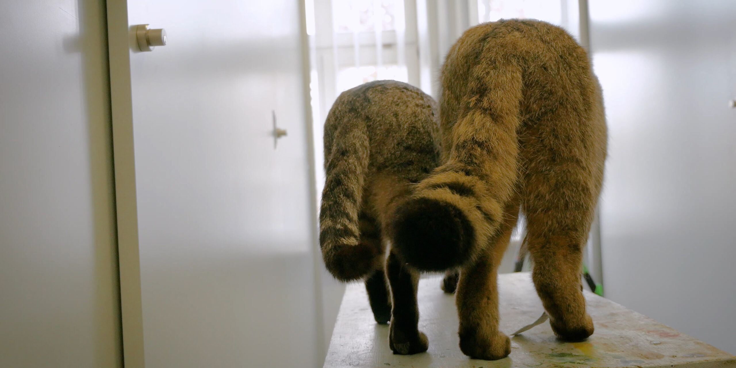 Wie unterscheidet man Wildkatze und Hauskatze