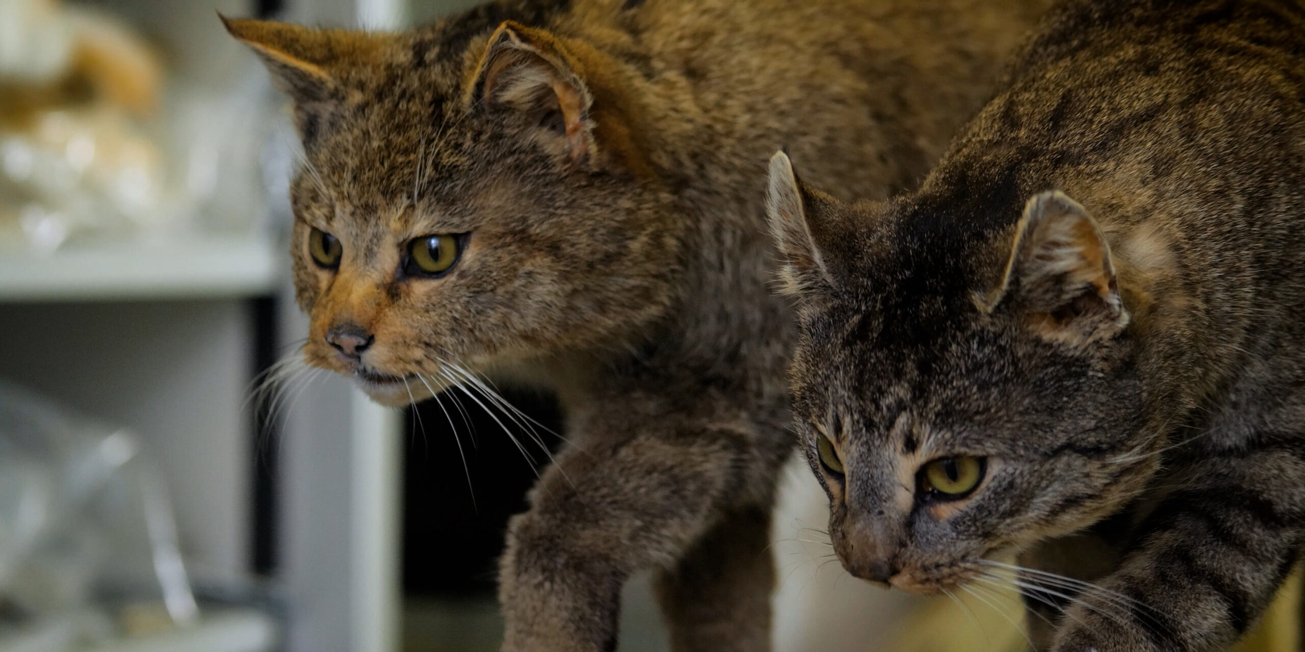 Wie unterscheidet man Wildkatze und Hauskatze