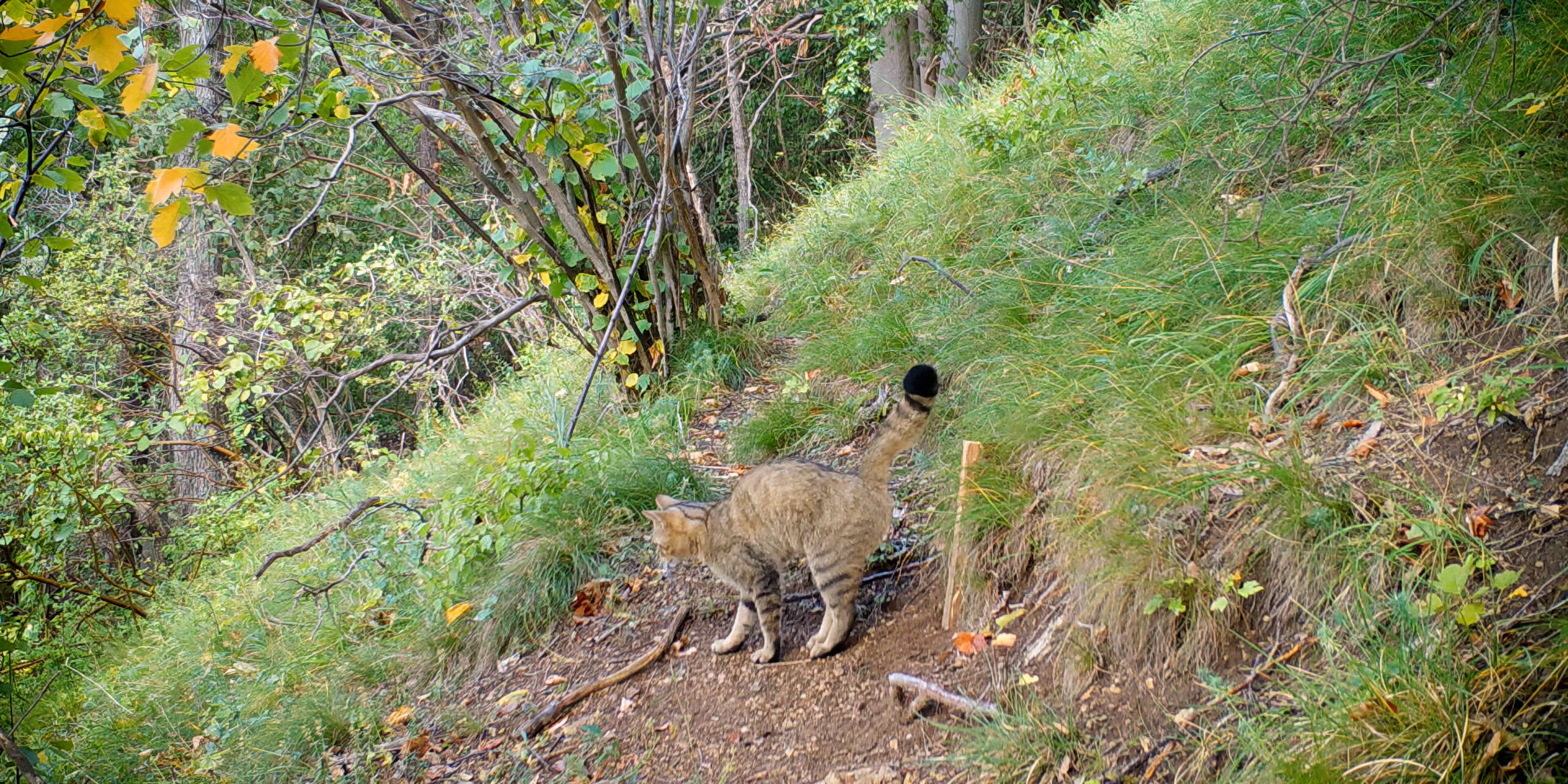 Wildkatz Monitoring mit Lockstab Thüringen David Cebulla