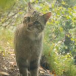 Steckbrief Europäische Wildkatze (Felis silvestris) David Cebulla