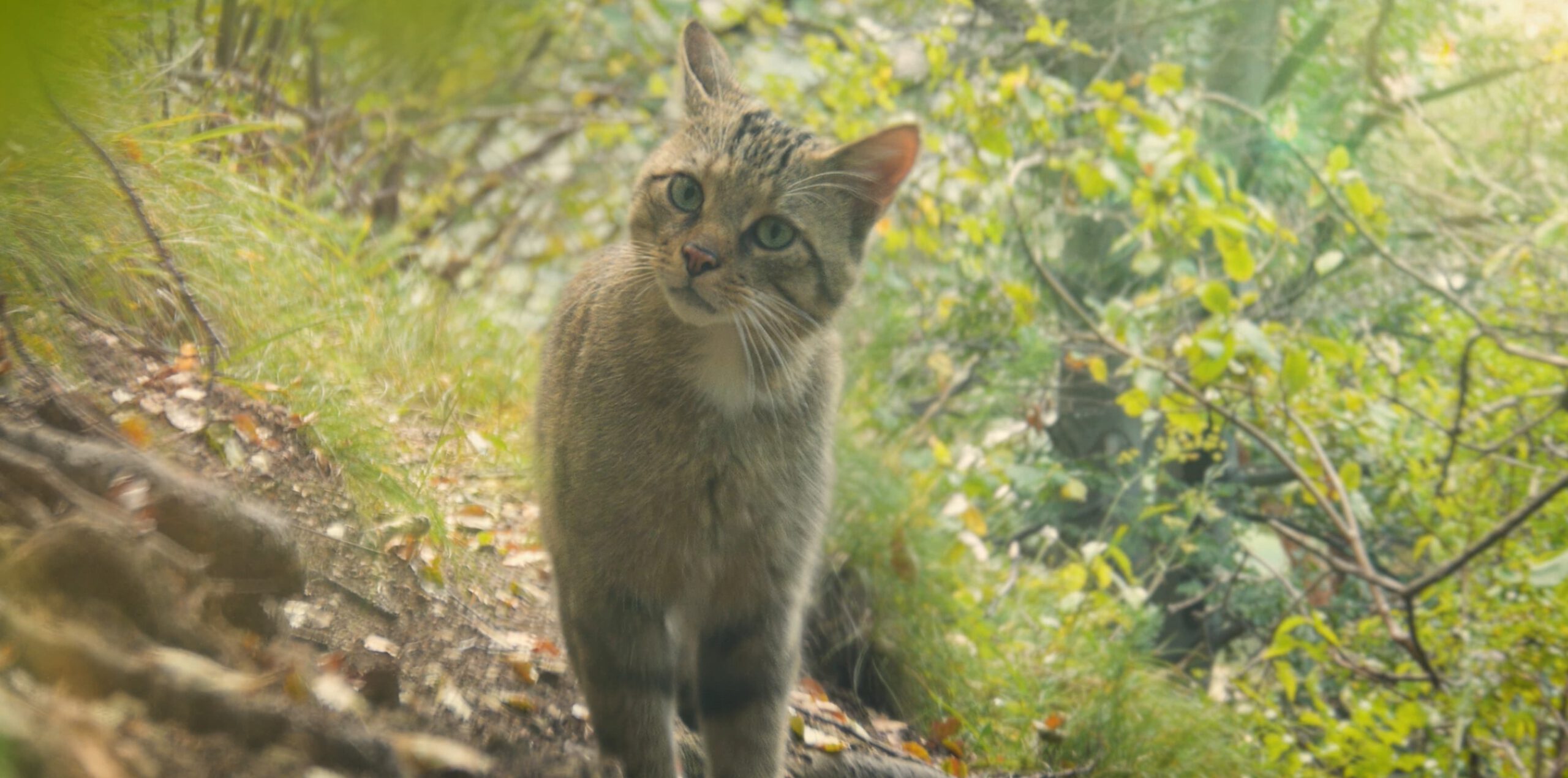 Steckbrief Europäische Wildkatze (Felis silvestris) David Cebulla