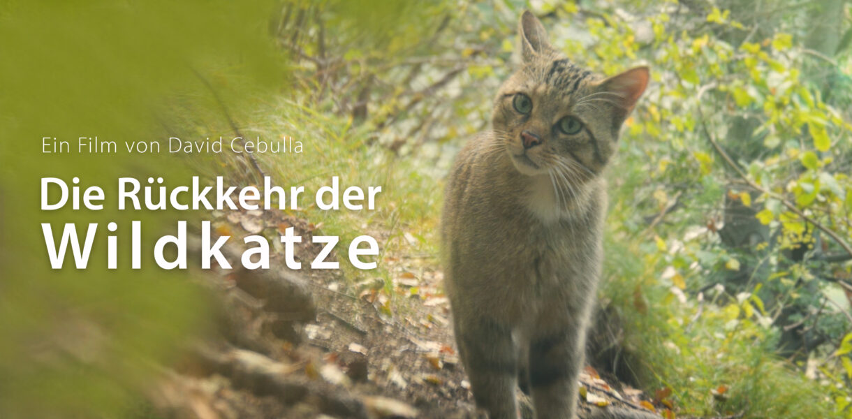 Filmposter Die Rückkehr der Wildkatze