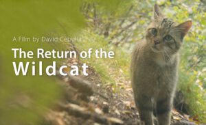 Film poster "The Rreturn of the Wildcat" by David Cebulla